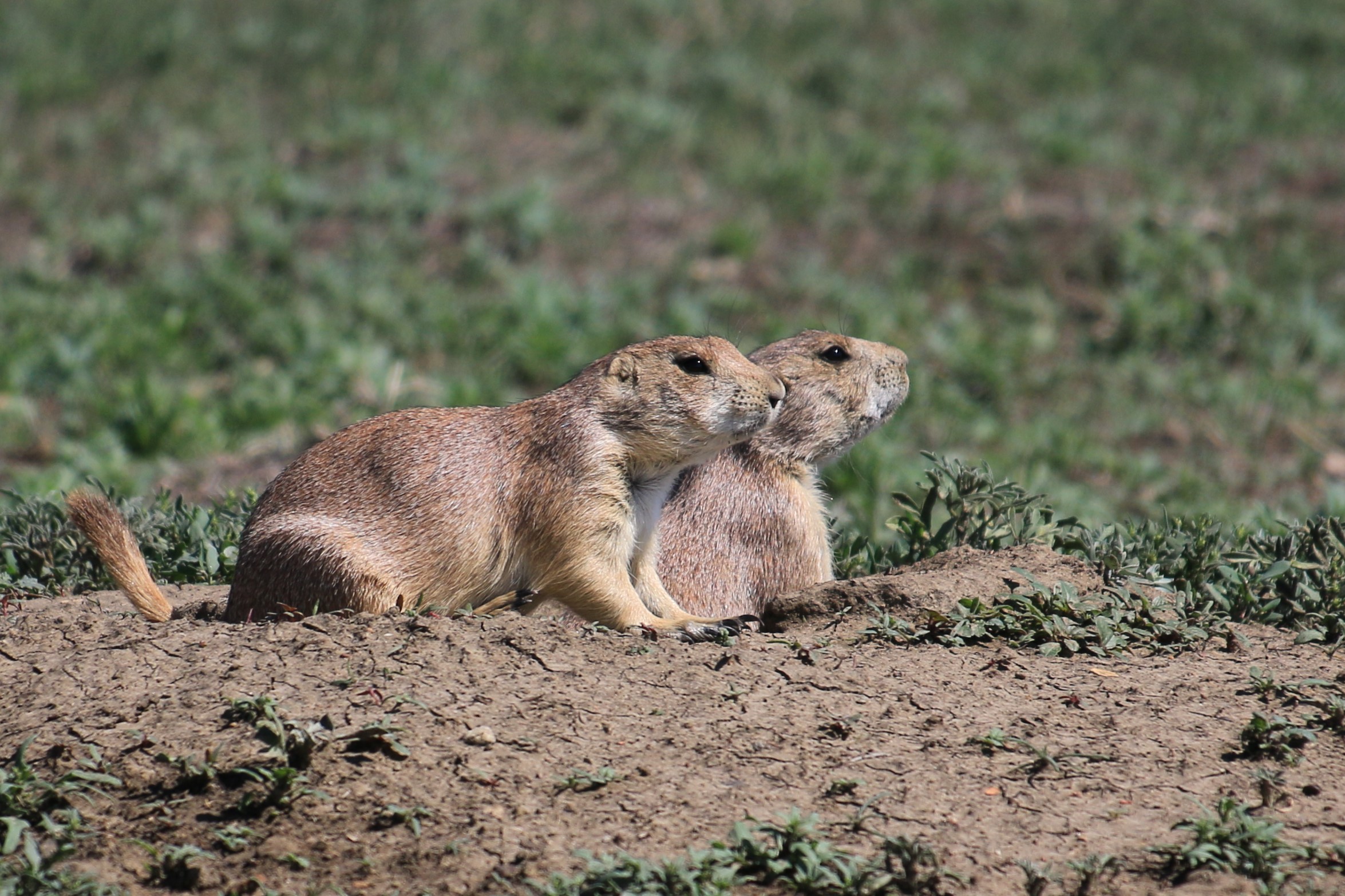 Theodore Roosevelt NP